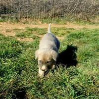 AKC- BONNIE, a female Anatolian Shepherd Dog for sale in Yellville, AR – Photo 9 of 10