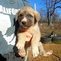 AKC- BONNIE, a female Anatolian Shepherd Dog for sale in Yellville, AR – Photo 1 of 10