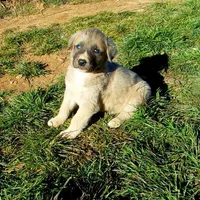 AKC- BONNIE, a female Anatolian Shepherd Dog for sale in Yellville, AR – Photo 4 of 10