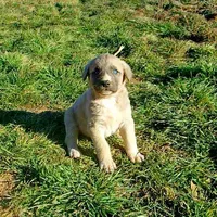 AKC- BONNIE, a female Anatolian Shepherd Dog for sale in Yellville, AR – Photo 2 of 10