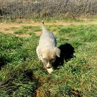 AKC- BONNIE, a female Anatolian Shepherd Dog for sale in Yellville, AR – Photo 10 of 10