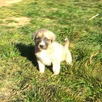 AKC- BONNIE, a female Anatolian Shepherd Dog for sale in Yellville, AR – Photo 6 of 10