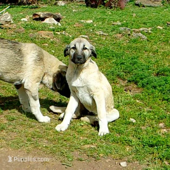 AKC- ANALEE – Anatolian Shepherd Dog puppy for sale in Yellville, AR