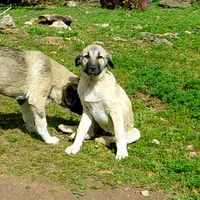 AKC- ANALEE, a female Anatolian Shepherd Dog for sale in Yellville, AR – 1 of 10