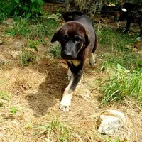 AKC- DAKOTA, a male Anatolian Shepherd Dog for sale in Yellville, AR – Photo 2 of 10