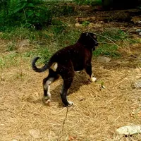 AKC- DAKOTA, a male Anatolian Shepherd Dog for sale in Yellville, AR – Photo 9 of 10