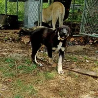 AKC- DAKOTA, a male Anatolian Shepherd Dog for sale in Yellville, AR – Photo 4 of 10