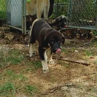 AKC- DAKOTA, a male Anatolian Shepherd Dog for sale in Yellville, AR – Photo 3 of 10