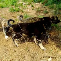 AKC- DAKOTA, a male Anatolian Shepherd Dog for sale in Yellville, AR – Photo 10 of 10