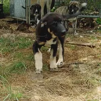 AKC- DAKOTA, a male Anatolian Shepherd Dog for sale in Yellville, AR – Photo 1 of 10