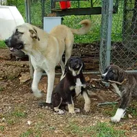 AKC- DAKOTA, a male Anatolian Shepherd Dog for sale in Yellville, AR – Photo 6 of 10