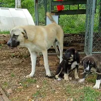 AKC- DAKOTA, a male Anatolian Shepherd Dog for sale in Yellville, AR – Photo 7 of 10