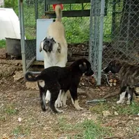 AKC- DAKOTA, a male Anatolian Shepherd Dog for sale in Yellville, AR – Photo 5 of 10