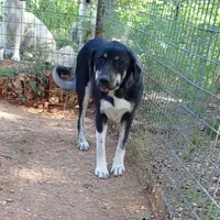 AKC- OMEGA, a female Anatolian Shepherd Dog for sale in Yellville, AR – 6 of 10