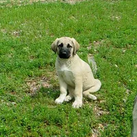 AKC- JESSE, a male Anatolian Shepherd Dog for sale in Yellville, AR – 5 of 10
