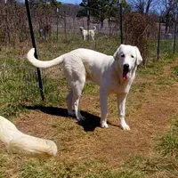 AKC- JIMMY, a male Anatolian Shepherd Dog for sale in Yellville, AR – Photo 1 of 10