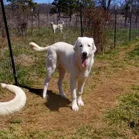 AKC- JIMMY, a male Anatolian Shepherd Dog for sale in Yellville, AR – Photo 2 of 10