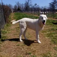 AKC- JIMMY, a male Anatolian Shepherd Dog for sale in Yellville, AR – Photo 7 of 10