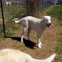 AKC- JIMMY, a male Anatolian Shepherd Dog for sale in Yellville, AR – Photo 5 of 10