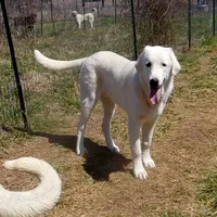 AKC- JIMMY, a male Anatolian Shepherd Dog for sale in Yellville, AR – Photo 9 of 10