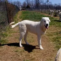 AKC- JIMMY, a male Anatolian Shepherd Dog for sale in Yellville, AR – Photo 6 of 10