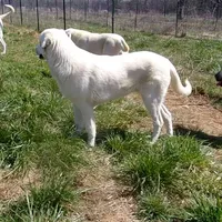 AKC- JIMMY, a male Anatolian Shepherd Dog for sale in Yellville, AR – Photo 10 of 10