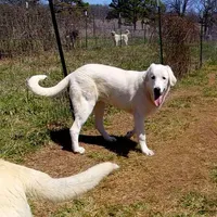 AKC- JIMMY, a male Anatolian Shepherd Dog for sale in Yellville, AR – Photo 3 of 10