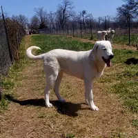 AKC- JIMMY, a male Anatolian Shepherd Dog for sale in Yellville, AR – Photo 8 of 10