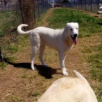 AKC- JIMMY, a male Anatolian Shepherd Dog for sale in Yellville, AR – Photo 4 of 10
