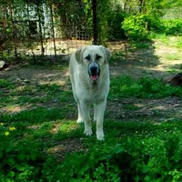 AKC- Rockie, a male Anatolian Shepherd Dog for sale in Yellville, AR – Photo 3 of 10