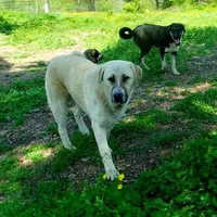 AKC- Rockie, a male Anatolian Shepherd Dog for sale in Yellville, AR – Photo 9 of 10