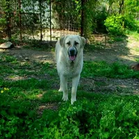 AKC- Rockie, a male Anatolian Shepherd Dog for sale in Yellville, AR – Photo 2 of 10