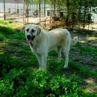 AKC- Rockie, a male Anatolian Shepherd Dog for sale in Yellville, AR – Photo 10 of 10