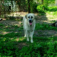 AKC- Rockie, a male Anatolian Shepherd Dog for sale in Yellville, AR – Photo 4 of 10