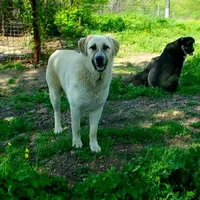 AKC- Rockie, a male Anatolian Shepherd Dog for sale in Yellville, AR – Photo 5 of 10