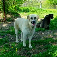 AKC- Rockie, a male Anatolian Shepherd Dog for sale in Yellville, AR – Photo 6 of 10