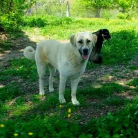 AKC- Rockie, a male Anatolian Shepherd Dog for sale in Yellville, AR – Photo 7 of 10