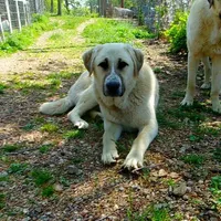 AKC- Rockie, a male Anatolian Shepherd Dog for sale in Yellville, AR – Photo 1 of 10