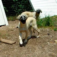AKC - FERN, a female Anatolian Shepherd Dog for sale in Yellville, AR – 3 of 9