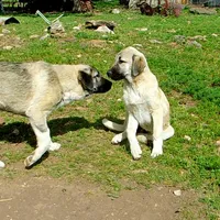 AKC- ANALEE, a female Anatolian Shepherd Dog for sale in Yellville, AR – 3 of 10