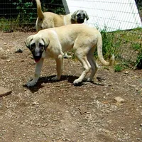 AKC - FERN, a female Anatolian Shepherd Dog for sale in Yellville, AR – 8 of 9