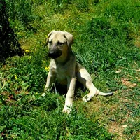 AKC- DENALI, a female Anatolian Shepherd Dog for sale in Yellville, AR – 9 of 9