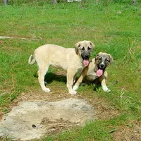 AKC- PICABOO, a female Anatolian Shepherd Dog for sale in Yellville, AR – 6 of 7