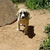 AKC- CLUTCH, a male Anatolian Shepherd Dog for sale in Yellville, AR – 3 of 10