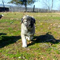 AKC- ANGEL, a female Anatolian Shepherd Dog for sale in Yellville, AR – Photo 2 of 10
