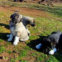 AKC- ANGEL, a female Anatolian Shepherd Dog for sale in Yellville, AR – Photo 4 of 10