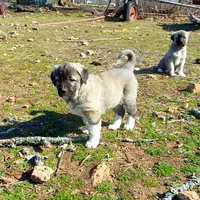 AKC- ANGEL, a female Anatolian Shepherd Dog for sale in Yellville, AR – Photo 5 of 10