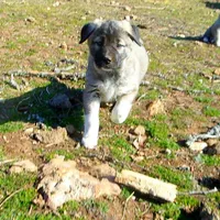 AKC- ANGEL, a female Anatolian Shepherd Dog for sale in Yellville, AR – Photo 6 of 10