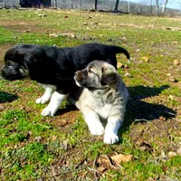AKC- ANGEL, a female Anatolian Shepherd Dog for sale in Yellville, AR – Photo 3 of 10