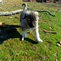AKC- ANGEL, a female Anatolian Shepherd Dog for sale in Yellville, AR – Photo 10 of 10